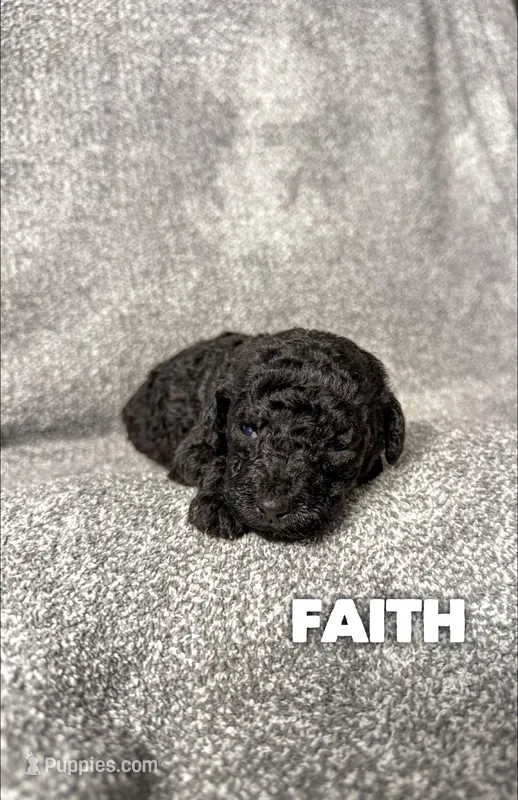 Faith - AKC – Poodle - Standard  puppy for sale in Columbia City, IN