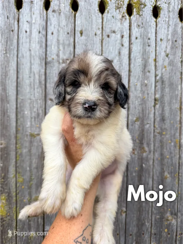 Mojo - Standard F1b – Goldendoodle puppy for sale in Columbia City, IN
