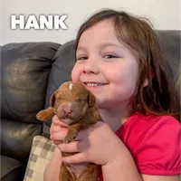 Hank - F1b, a male Cavapoo for sale in Columbia City, IN – Photo 6 of 10