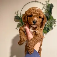 Hank - F1b, a male Cavapoo for sale in Columbia City, IN – Photo 3 of 10