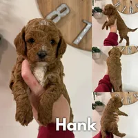 Hank - F1b, a male Cavapoo for sale in Columbia City, IN – Photo 4 of 10
