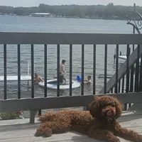 Hank - F1b, a male Cavapoo for sale in Columbia City, IN – Photo 10 of 10