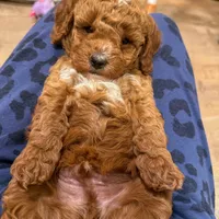 Hank - F1b, a male Cavapoo for sale in Columbia City, IN – Photo 2 of 10