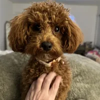 Hank - F1b, a male Cavapoo for sale in Columbia City, IN – Photo 9 of 10