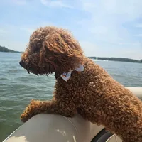 Hank - F1b, a male Cavapoo for sale in Columbia City, IN – Photo 8 of 10