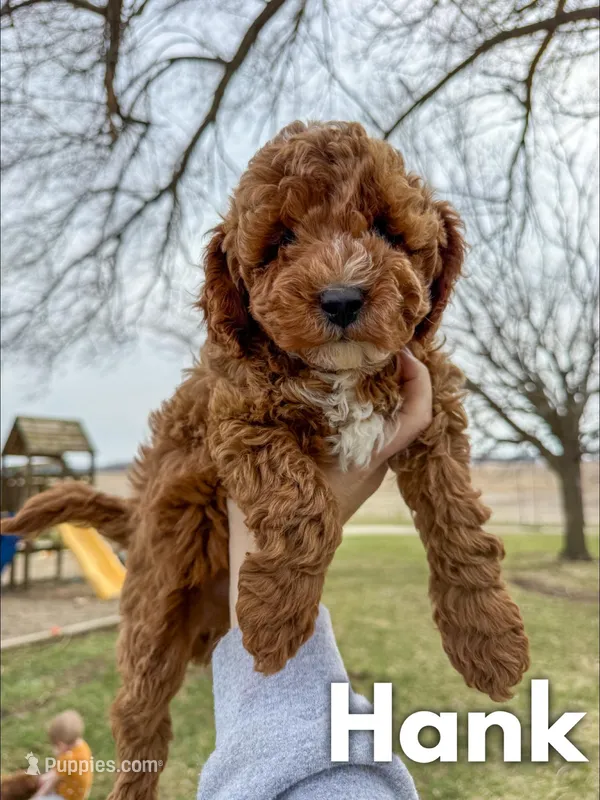 Hank - F1b – Cavapoo puppy for sale in Columbia City, IN
