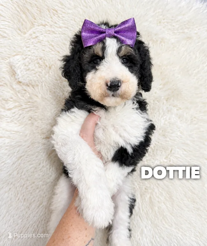 Dottie - standard f1b – Aussiedoodle puppy for sale in Columbia City, IN