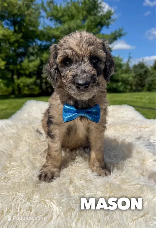 Mason - Standard F1b – Goldendoodle puppy for sale in Columbia City, IN