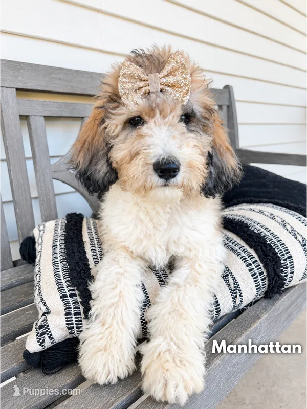 Manhattan - Standard F1b – Goldendoodle puppy for sale in Columbia City, IN