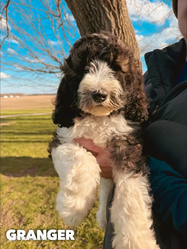 Granger - Standard F1b – Saint Berdoodle puppy for sale in Columbia City, IN