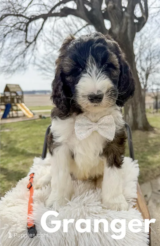 Granger - Standard F1b – Saint Berdoodle puppy for sale in Columbia City, IN