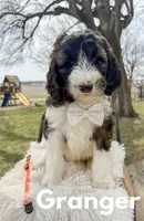 Granger - Standard F1b, a male Saint Berdoodle for sale in Columbia City, IN – Photo 1 of 7