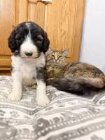 Granger - Standard F1b, a male Saint Berdoodle for sale in Columbia City, IN – Photo 3 of 7