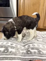 Granger - Standard F1b, a male Saint Berdoodle for sale in Columbia City, IN – Photo 4 of 7