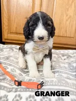 Granger - Standard F1b, a male Saint Berdoodle for sale in Columbia City, IN – Photo 2 of 7