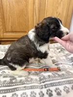 Granger - Standard F1b, a male Saint Berdoodle for sale in Columbia City, IN – Photo 5 of 7