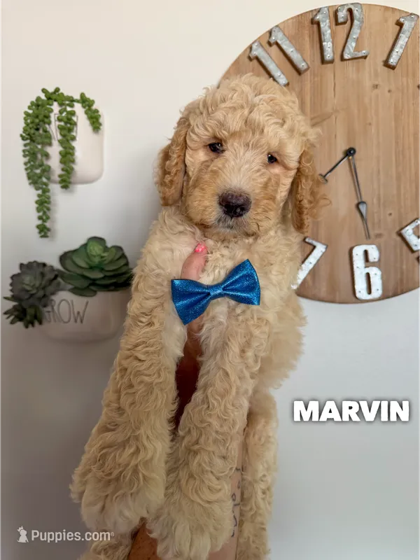 Marvin - F1b – Goldendoodle puppy for sale in Columbia City, IN