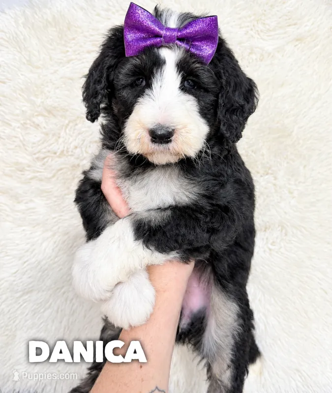 Danica - standard f1b – Aussiedoodle puppy for sale in Columbia City, IN