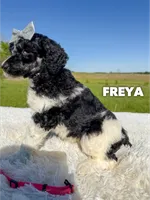 Freya - AKC Tri Parti, a female Poodle - Standard  for sale in Columbia City, IN – 3 of 9