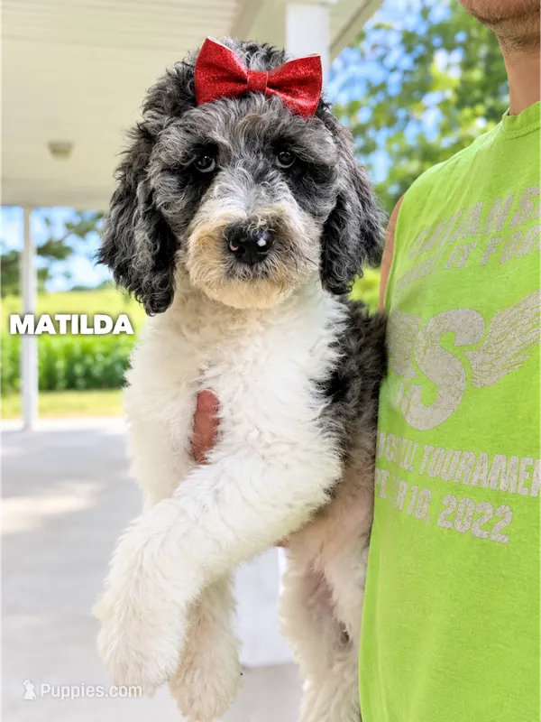 Matilda - Standard F1b – Goldendoodle puppy for sale in Columbia City, IN