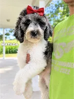 Matilda - Standard F1b, a female Goldendoodle for sale in Columbia City, IN – 1 of 7