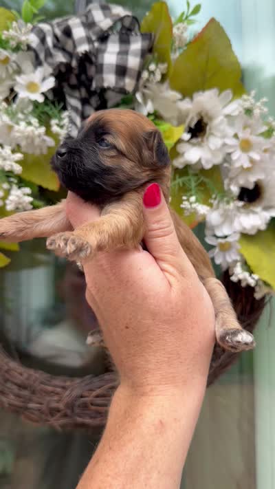 Millie , a female Chinese Crested and Poodle - Toy  for sale in Columbia City, IN – 3 of 3