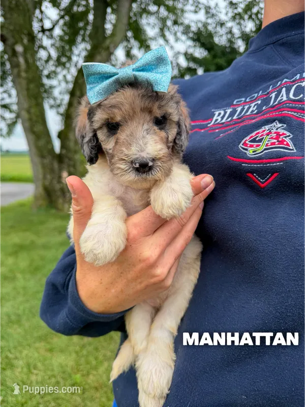Manhattan - Standard F1b – Goldendoodle puppy for sale in Columbia City, IN