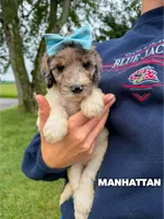 Manhattan - Standard F1b, a female Goldendoodle for sale in Columbia City, IN – 3 of 7