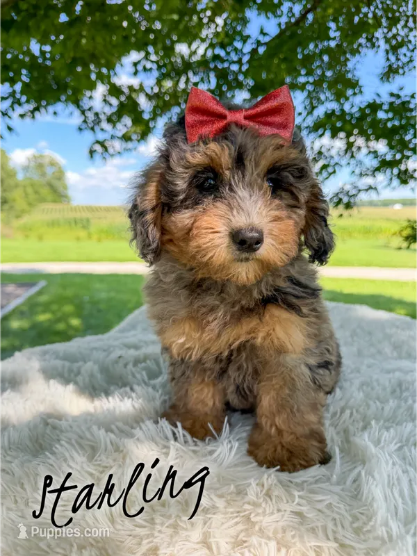 Starling - Micro Mini F1b – Miniature Aussiedoodle puppy for sale in Columbia City, IN