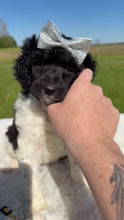 Frida - AKC, a female Poodle - Standard  for sale in Columbia City, IN – 6 of 10