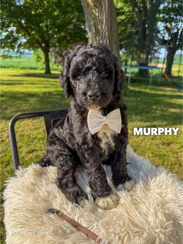 Murphy - F1b – Goldendoodle puppy for sale in Columbia City, IN