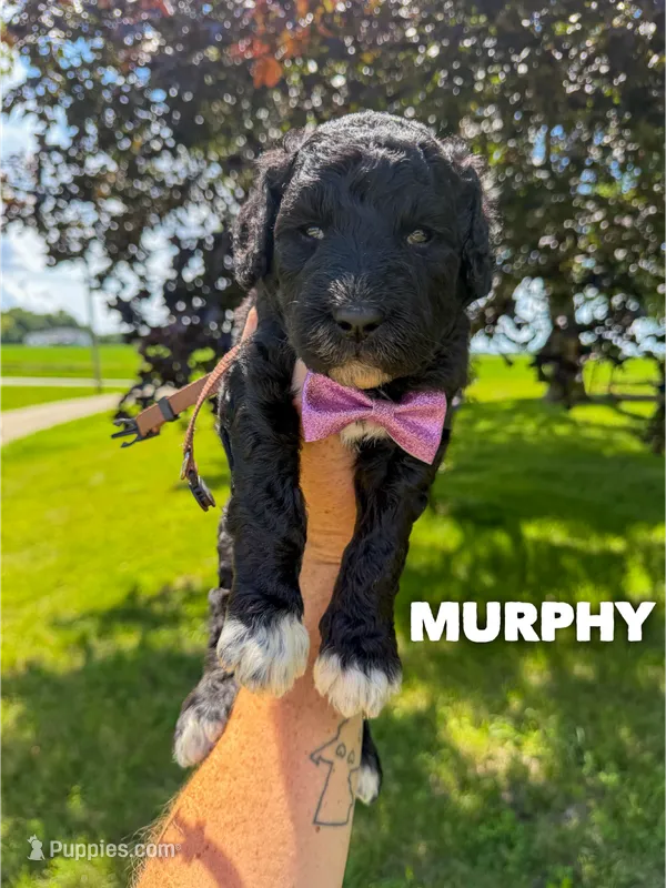 Murphy - F1b – Goldendoodle puppy for sale in Columbia City, IN