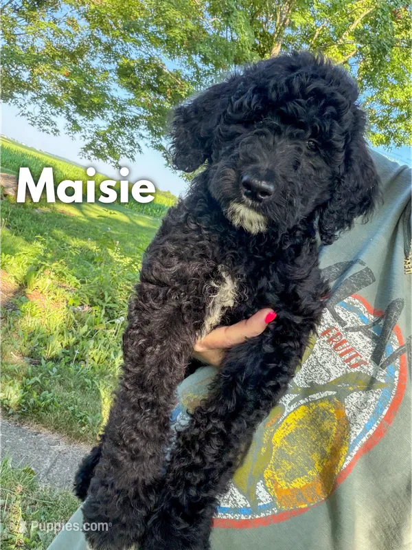 Maisie - F1b – Goldendoodle puppy for sale in Columbia City, IN