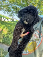 Maisie - F1b, a female Goldendoodle for sale in Columbia City, IN – 1 of 10