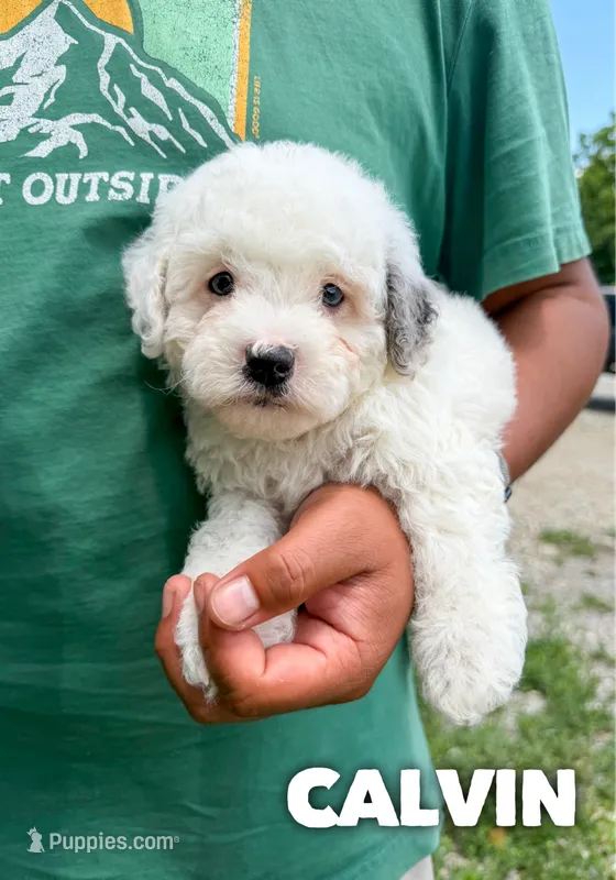 Calvin - F1b – Cavapoo puppy for sale in Columbia City, IN