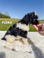 Flora - AKC Tri Parti, a female Poodle - Standard  for sale in Columbia City, IN – 3 of 9