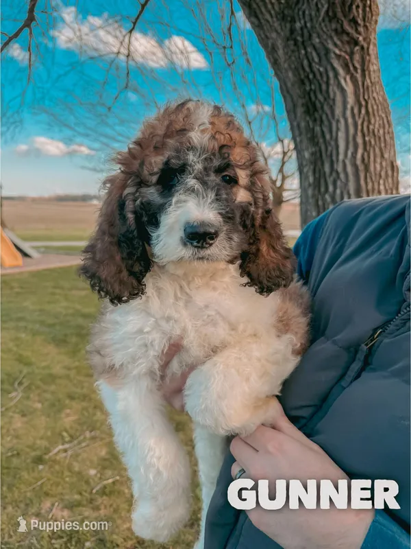 Gunner - Standard F1b – Saint Berdoodle puppy for sale in Columbia City, IN