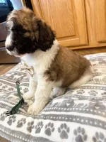 Gunner - Standard F1b, a male Saint Berdoodle for sale in Columbia City, IN – Photo 4 of 6