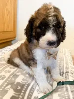 Gunner - Standard F1b, a male Saint Berdoodle for sale in Columbia City, IN – Photo 3 of 6