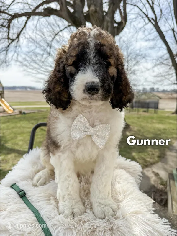 Gunner - Standard F1b – Saint Berdoodle puppy for sale in Columbia City, IN