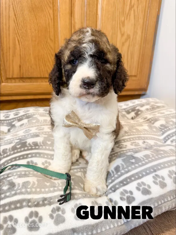 Gunner - Standard F1b – Saint Berdoodle puppy for sale in Columbia City, IN