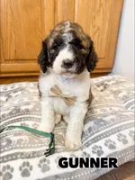Gunner - Standard F1b, a male Saint Berdoodle for sale in Columbia City, IN – Photo 2 of 6