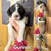 Gunner - Standard F1b, a male Saint Berdoodle for sale in Columbia City, IN – Photo 5 of 6