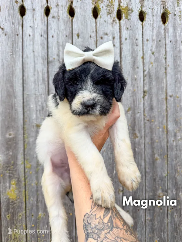Magnolia - Standard F1b – Goldendoodle puppy for sale in Columbia City, IN