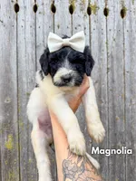 Magnolia - Standard F1b, a female Goldendoodle for sale in Columbia City, IN – 4 of 7
