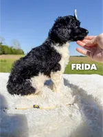 Frida - AKC, a female Poodle - Standard  for sale in Columbia City, IN – 5 of 10
