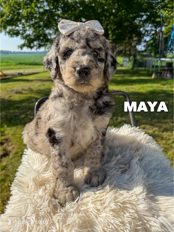 Maya - F1b – Goldendoodle puppy for sale in Columbia City, IN