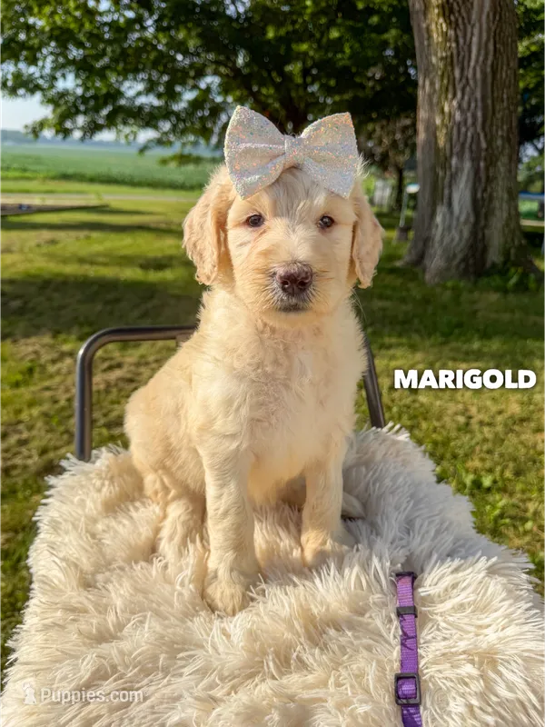 Marigold - F1b – Goldendoodle puppy for sale in Columbia City, IN