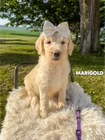 Marigold - F1b, a female Goldendoodle for sale in Columbia City, IN – 3 of 10