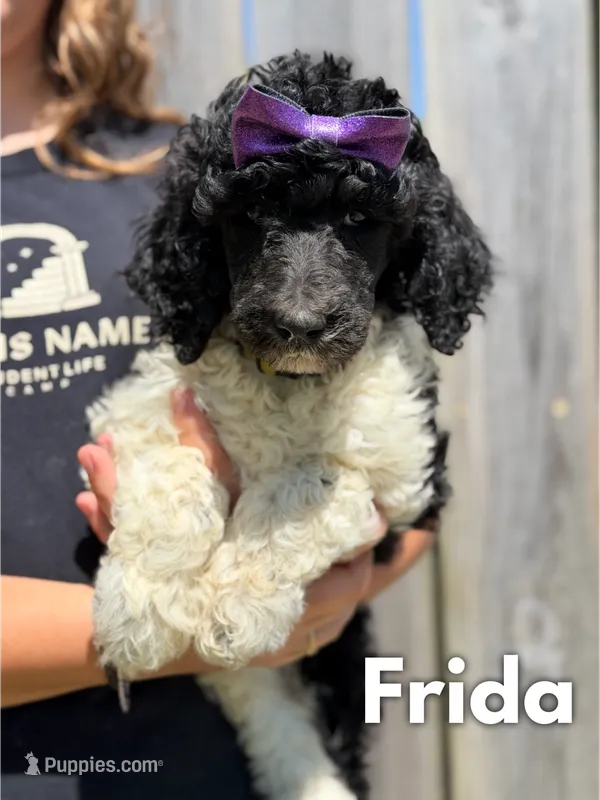 Frida - AKC – Poodle - Standard  puppy for sale in Columbia City, IN